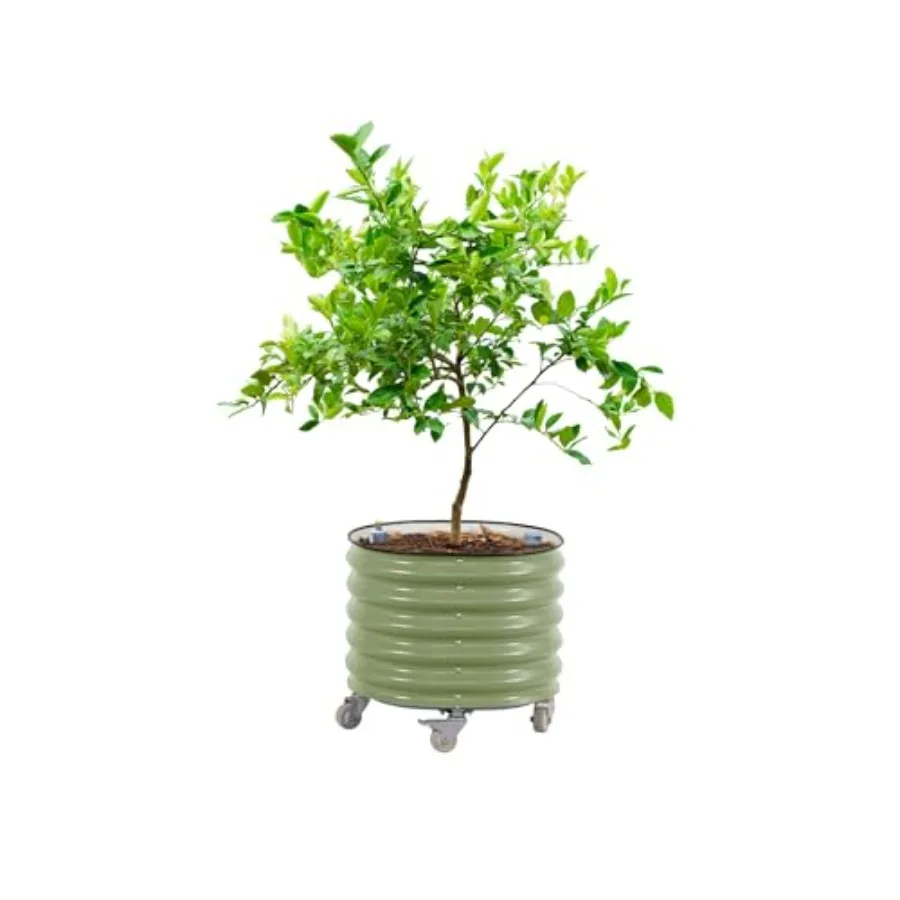 Self Watering Planter - 「ローリング・シトラス・ツリー・プランター Gen 3」：自動給水機能付き、幅24インチの大型円形プランター。レモン、トマト、花などを植えるのに最適。高床式ガーデンにも。
