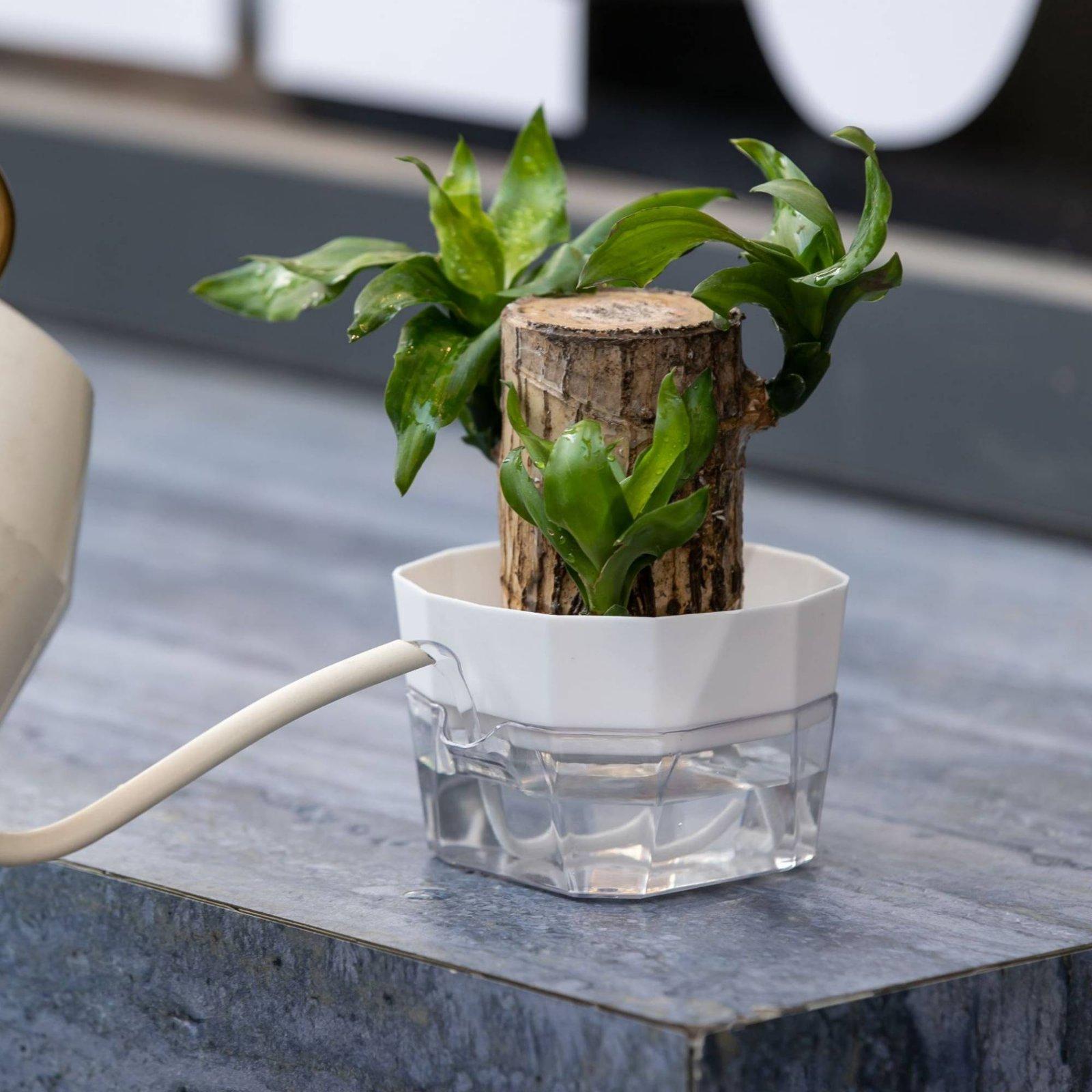 水耕栽培用花瓶 二層式自動給水プランター 透明PET製植木鉢 - Plant Pot のレビューと価格