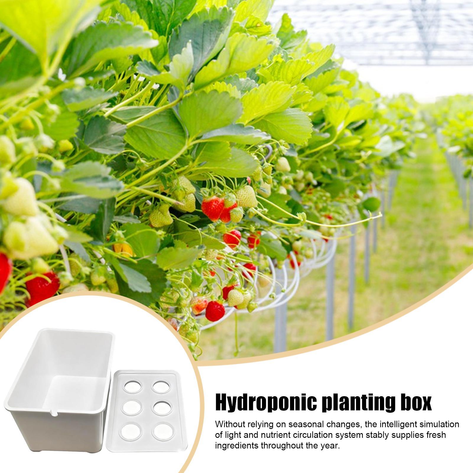 水耕栽培キット 初心者向け機器 家庭用水耕栽培苗システム レ - Hydroponic Kit のレビューと価格