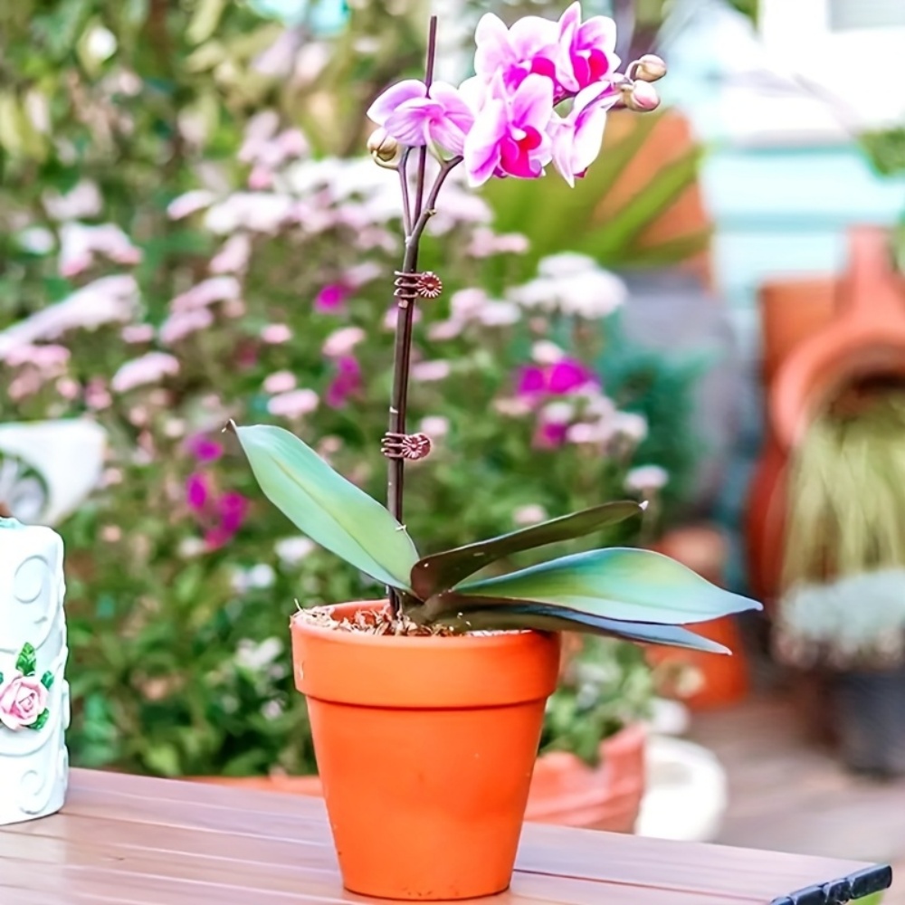100個の蘭や蔓の園芸用植物クリップ、耐久性のあるPP製支柱 - Indoor Herb Garden のレビューと価格