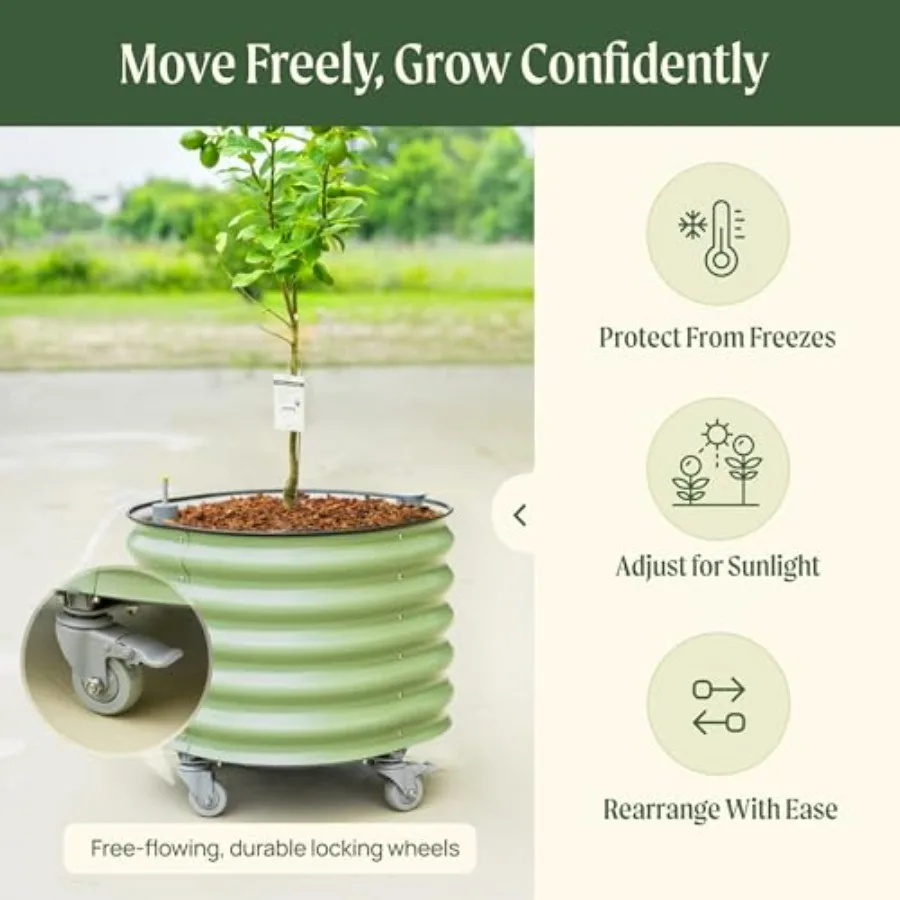 「ローリング・シトラス・ツリー・プランター Gen 3」：自 - Self Watering Planter のレビューと価格