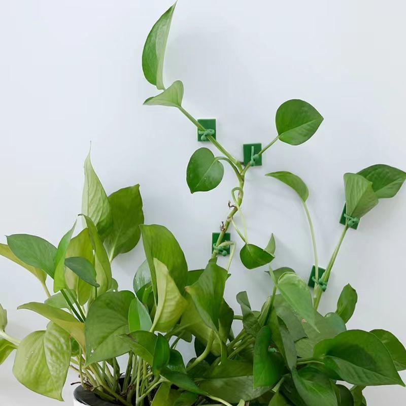 自己粘着式植物クライミングウォール固定クリップ、つる性植物固 - Indoor Herb Garden のレビューと価格
