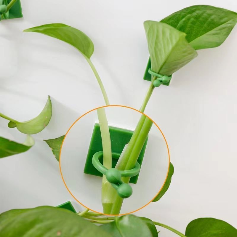 自己粘着式植物クライミングウォール固定クリップ、つる性植物固 - Indoor Herb Garden のレビューと価格