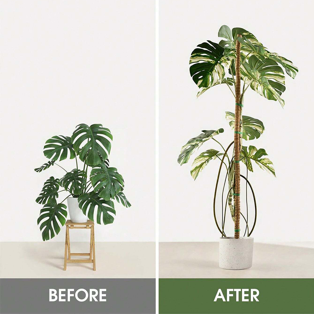 植物用モスポール モンステラ植物用支柱 室内植物用クライミン - Indoor Herb Garden のレビューと価格