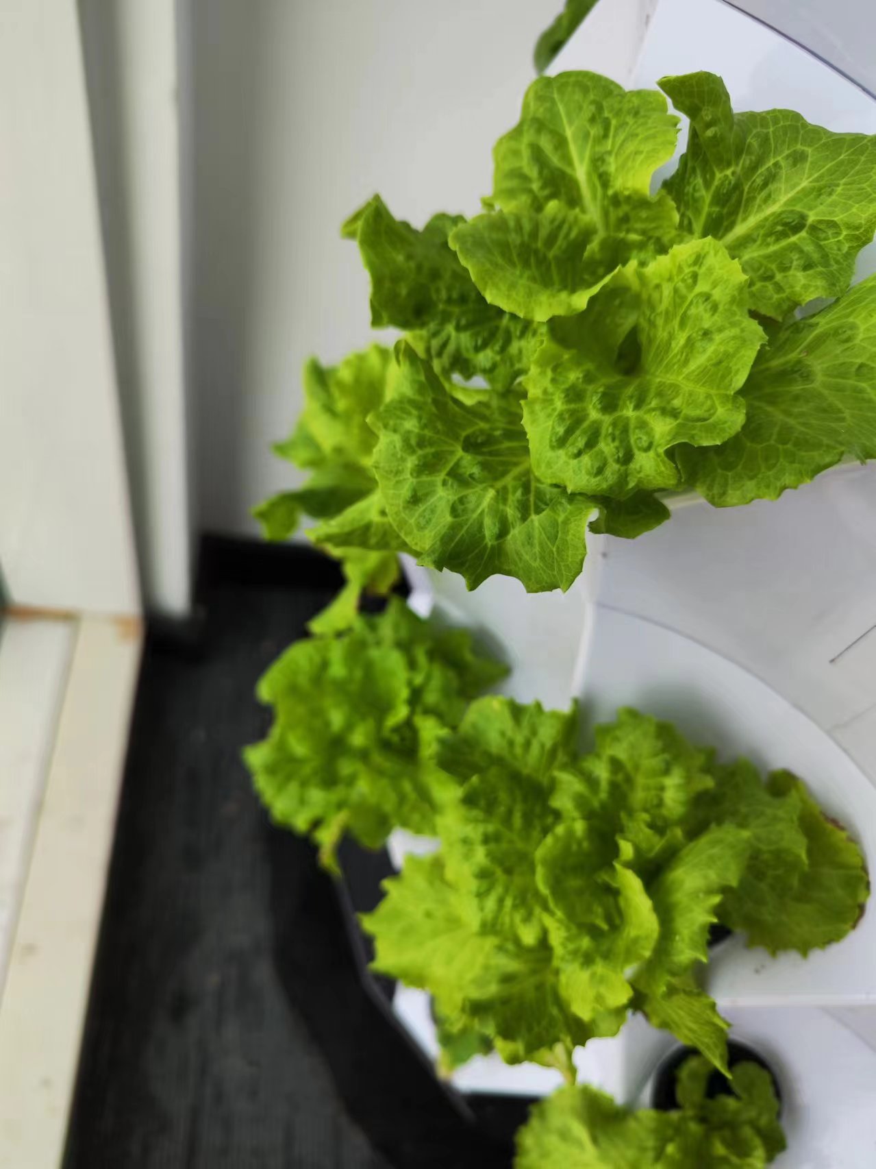 農場自動灌漑ドリップキットシステム水耕栽培タワーシステムパイ - Hydroponic Kit のレビューと価格